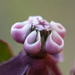 Asclepias cordifolia 花