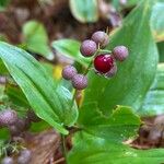 Maianthemum canadensePlod