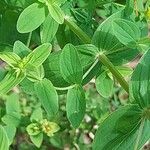 Hypericum gentianoides Leaf