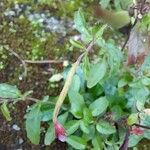 Epilobium lanceolatum Flower