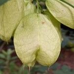 Staphylea trifolia Fruit