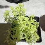 Sedum japonicum Lapas