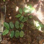 Garcinia epunctata Φύλλο
