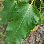 Rumex conglomeratus Ліст