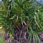 Grammatophyllum speciosum Blad