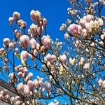 Magnolia × soulangeana Floare