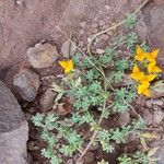 Lotus glaucus 花
