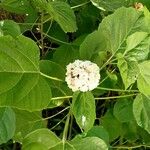 Clerodendrum chinense Blatt