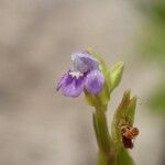 Crepidorhopalon spicatus Λουλούδι