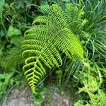 Athyrium distentifolium Blad