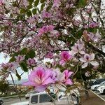 Bauhinia variegata Virág