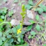 Agrimonia gryposepala Λουλούδι