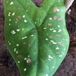 Caladium bicolor Лист