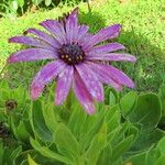 Dimorphotheca fruticosa Flower