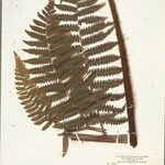 Cyathea surinamensis Лист