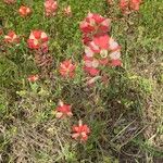 Castilleja indivisa 花