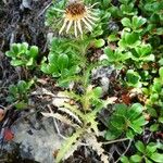 Carlina vulgaris 花
