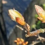 Amelanchier × lamarckii Лист