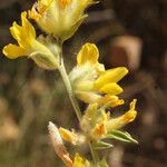 Anthyllis terniflora Flor