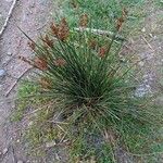 Juncus effusus Blad