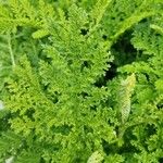 Artemisia annua Blad