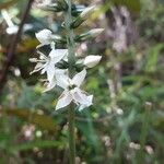 Coutoubea spicata Flower