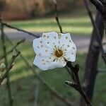 Prunus domestica Blüte