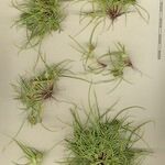 Cyperus michelianus Other