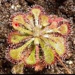 Drosera spatulata Fuelha