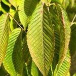 Acer carpinifolium Likasa