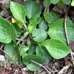 Viola collina Leaf