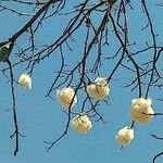 Ceiba pentandraFruit