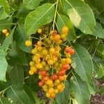 Ehretia tinifolia Fruit