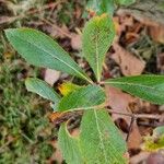 Crataegus crus-galli Folio