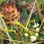 Prunella laciniata Mbuma