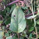 Chenopodium polyspermum Blad