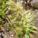 Polypogon australis Fleur