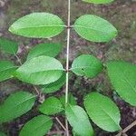 Zanthoxylum clava-herculis Hoja