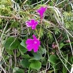 Primula spectabilis Blüte