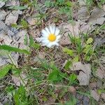 Bellis sylvestrisFlower