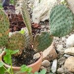 Opuntia microdasys Leht