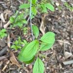 Rhamnus davurica Leaf