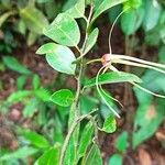 Xylopia longipetala Flor