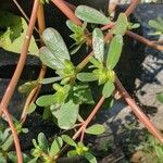 Portulaca trituberculata Blad