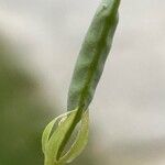 Lathyrus aphaca Fruit