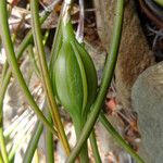 Brassavola cucullata Frukt