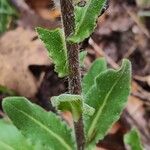 Hesperis laciniata 葉
