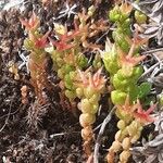 Sedum cespitosum Leaf