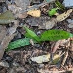 Orchis provincialis Otro