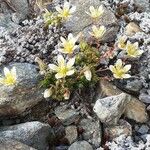 Saxifraga bryoides Beste bat